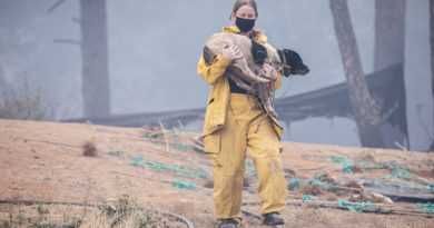 Incendies estivaux : comment s’y préparer avec des animaux