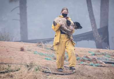 Incendies estivaux : comment s’y préparer avec des animaux