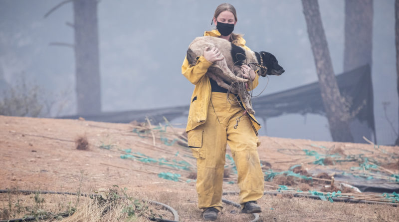 Incendies estivaux : comment s’y préparer avec des animaux